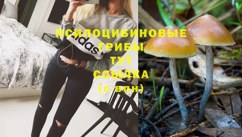 Псилоцибиновые грибы Psilocybine cubensis  Озёры 